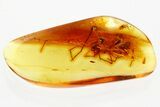 Fossil Assassin Spider (Archaeidae) and Fly In Baltic Amber - Rare! #367304-2